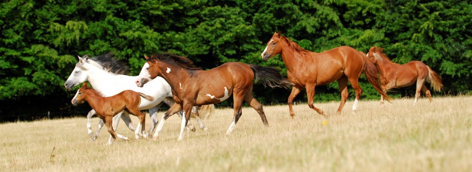 Stádo koní